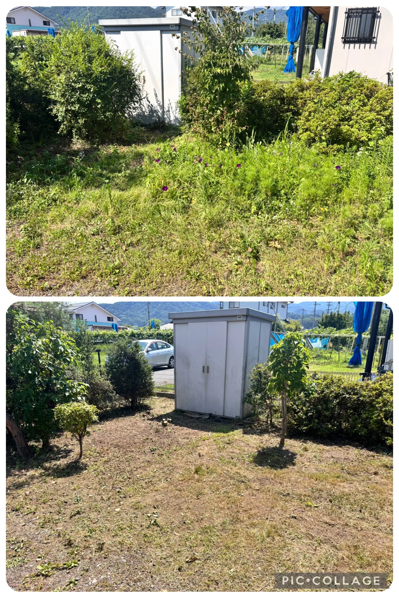 上田市のお客様宅で草刈り・剪定・除草剤散布、お庭が劇的に生まれ変わりました!