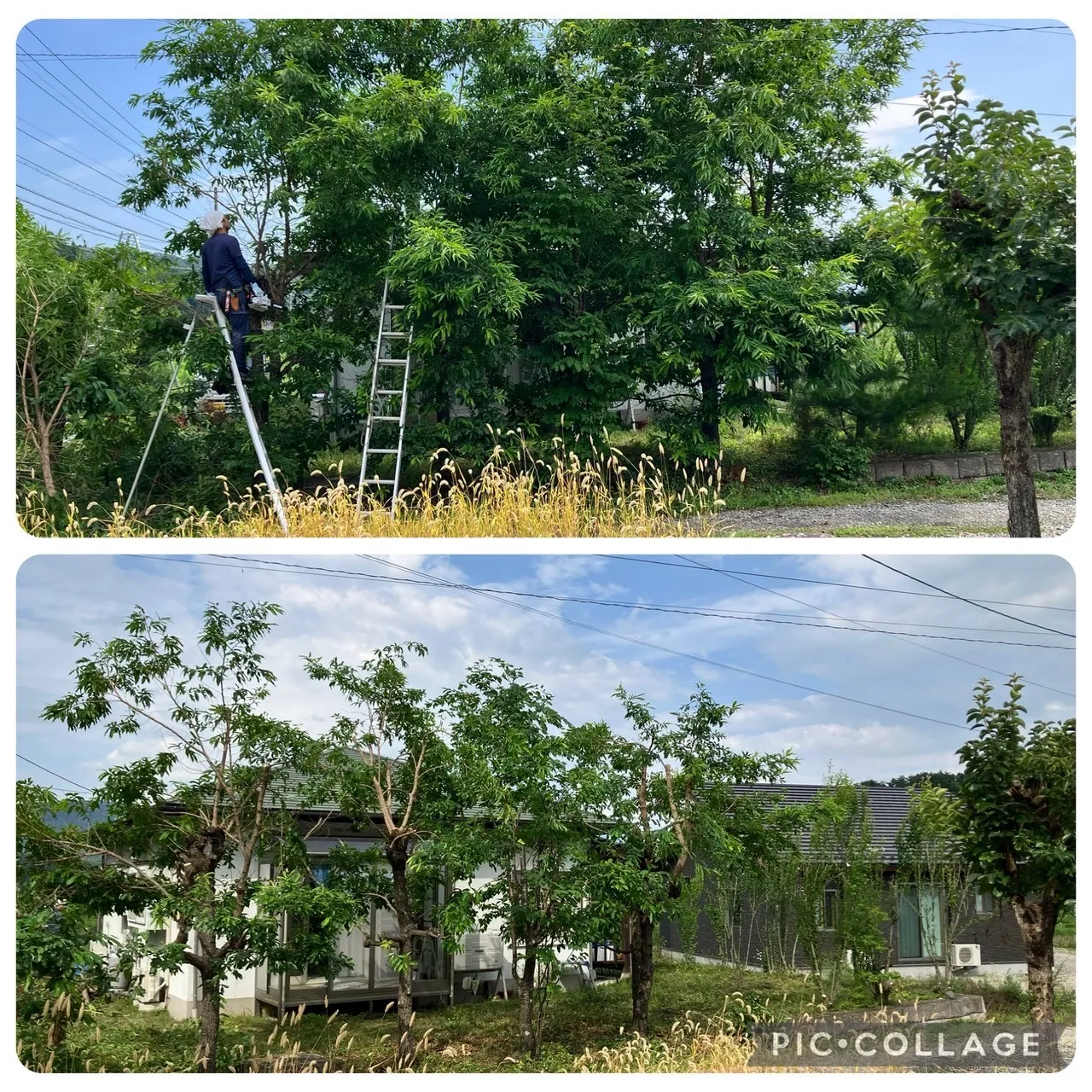 青木村での剪定作業、見違えるほど美しくなりました!